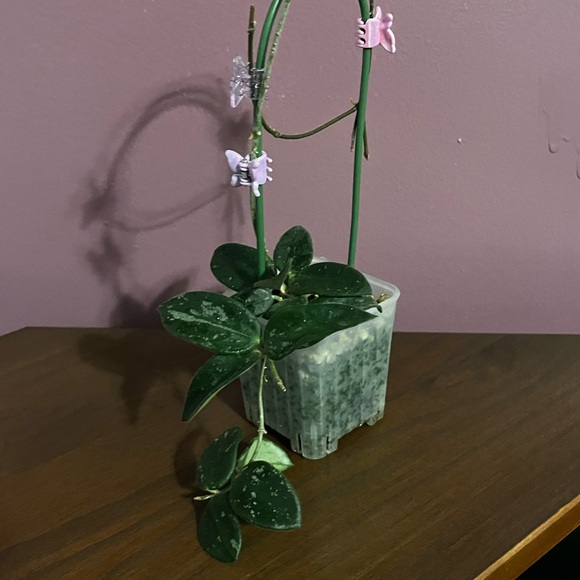 Hoya sp Yunnan China NOID Cutting - Picture 2 of 12